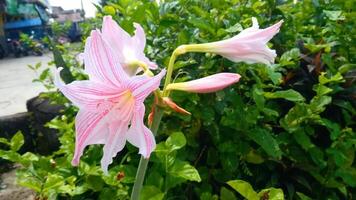 rosa amaryllis blomma blooms i de trädgård med amaryllis bakgrund, amaryllis dubbel- blommor, mjuk fokus video
