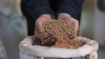The brewer takes a handful of malt from the bag in the palm of his hand and pours it out. Close-up video