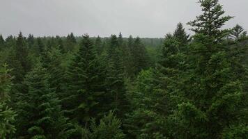 aereo ritiro al di sopra di conifero foresta video