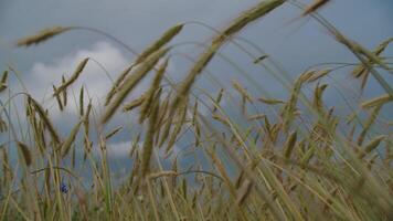 Rye field against sky video