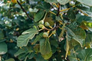 Figs on the branch of a fig tree photo