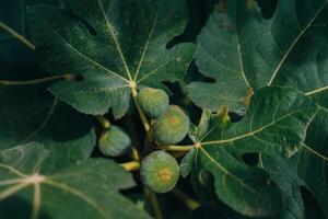 Figs on the branch of a fig tree photo