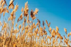 Dry grass flowers blowing in the wind, red reed sway in the wind with blue cloudy sky background, reed field in autumn. photo