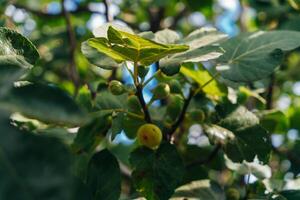 Figs on the branch of a fig tree photo