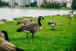 Canada Geese eating from the grass in Concord Community Park in False Creek in Vancouver, British Columbia photo