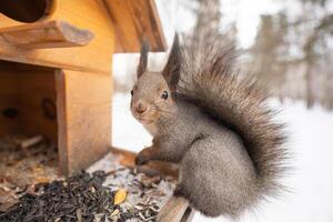 ardilla comer nueces en un alimentador en invierno bosque foto