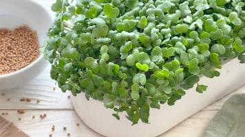 Containers with radish green microgreen sprouts on table. video