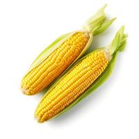 Two ears of corn isolated on white background closeup. Sweet corn photo