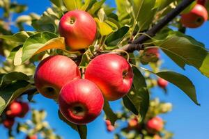 Red apples on a tree in an orchard. Ripe apples on a tree branch photo