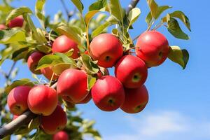 Red apples on a tree branch in an orchard in the summer photo