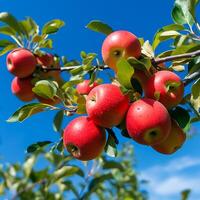 Red apples on a tree in an orchard. Ripe apples on a tree branch photo