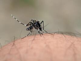 un mosquito en un humano brazo foto