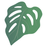 Monstera leaves isolated on background png