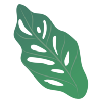 Monstera leaves isolated on transparency background png