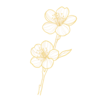 Gold outline clipart with blossom cherry isolated png