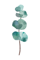 eucalyptus waterverf geïsoleerd png