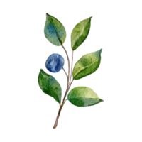 Blueberries watercolor isolated on background png