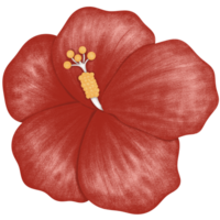 Red hibiscus flower isolated png