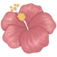 Pink hibiscus flower illustration png