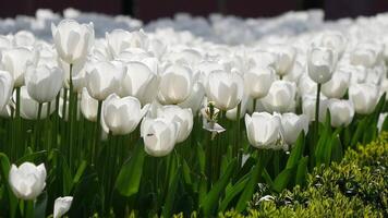 blanc tulipes dans une jardin à populaire touristique destination video