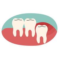 Wisdom teeth single 4 on a white background, illustration. vector