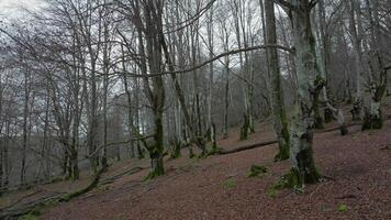 Leafless beech trees video