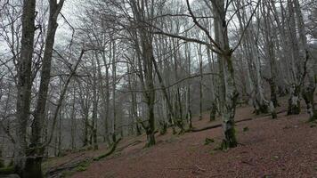 Bare forest captured by drone video