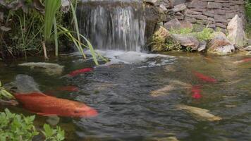 Koi Fisch im Teich mit Wasserfall video