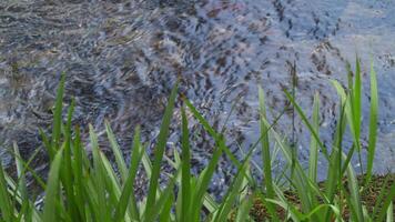 plätschern Wasser und Flussufer Gras video