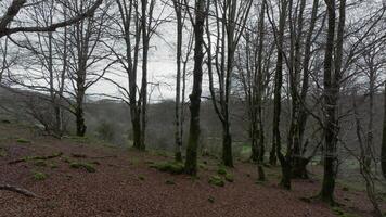 Bare beech woodland video