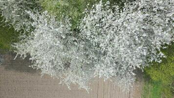 Aerial view of blooming trees with white flowers in spring video