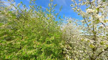 liscio fpv volo attraverso fioritura alberi con bianca fiori nel primavera video