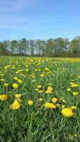 Yellow dandelions on the meadow in spring, natural background video