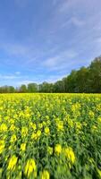 liscio fpv volo al di sopra di un' giallo colza campo nel primavera. video