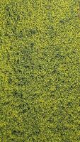 Top View Of Yellow Rapeseed Field In Spring, Natural Background. video