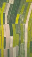 Top View Of Farmland With Yellow Rapeseed Fields. video