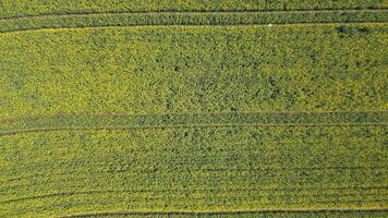 Haut vue de Jaune colza champ dans printemps, Naturel Contexte. video