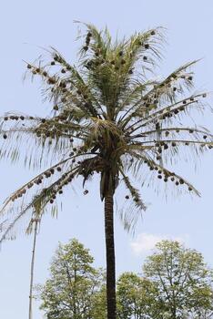 Palm tree full with nests of the weaver bird photo