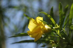 tropical yellow flower photo