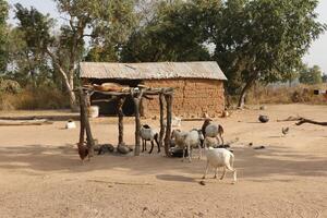 Village in the north of Benin with the name Kalale. The tribal people have their own language and live from farming. Many houses are mud houses. photo