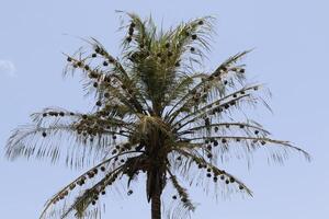 palma árbol lleno con nidos de el tejedor pájaro foto