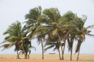 landscape with palm trees photo