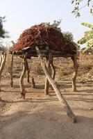 millet lies to dry photo