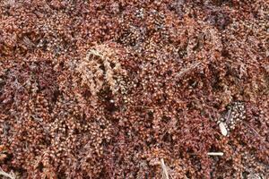 harvested millet lies to dry photo