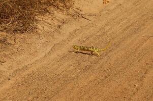 chameleon walks on the street photo