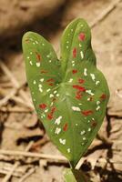 colorful leaf of a tropical plant photo