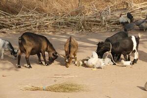 Village in the north of Benin with the name Kalale. The tribal people have their own language and live from farming. Many houses are mud houses. photo