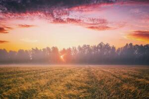 Sunrise in an agricultural field with fog and golden rye covered with dew on an early summer morning. Aesthetics of vintage film. photo