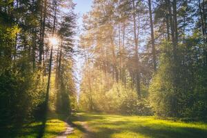 Sunbeams streaming through the pine trees and illuminating the young foliage on the bushes in the pine forest in spring. Vintage film aesthetic. photo