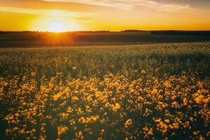 agrícola floración colza campo a puesta de sol. estética de Clásico película. foto
